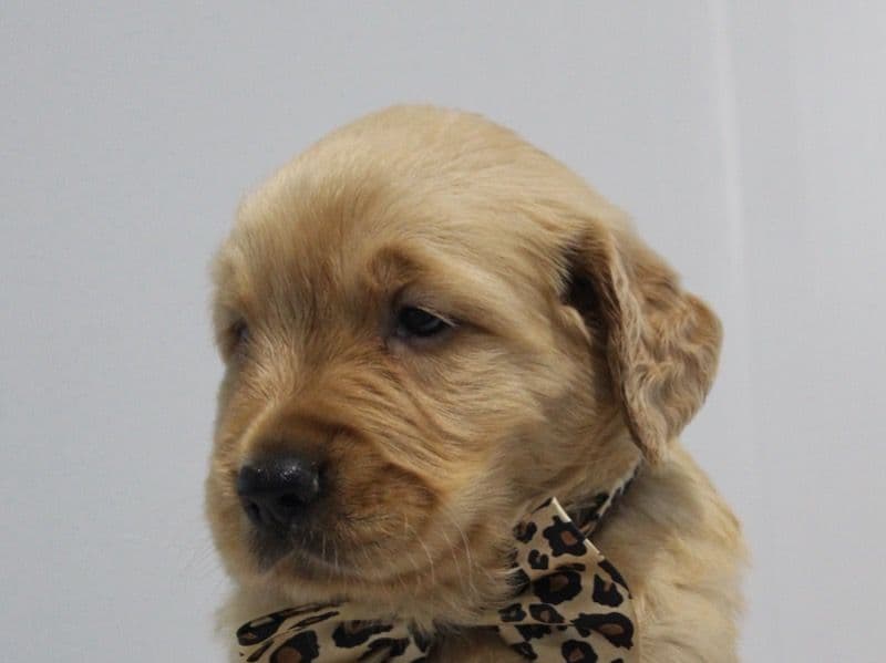 Goldie primary photo
