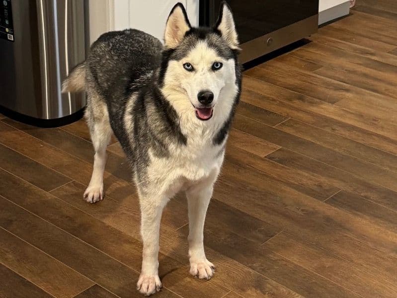 Lyra primary photo