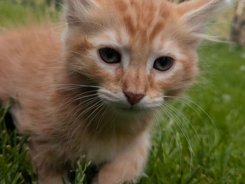 Clementine primary photo