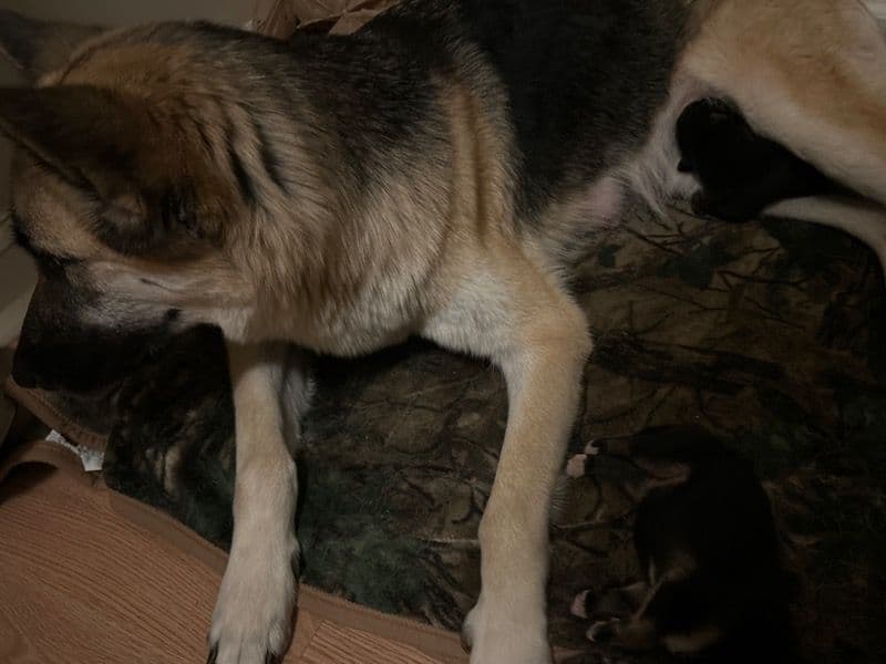 New Pups primary photo