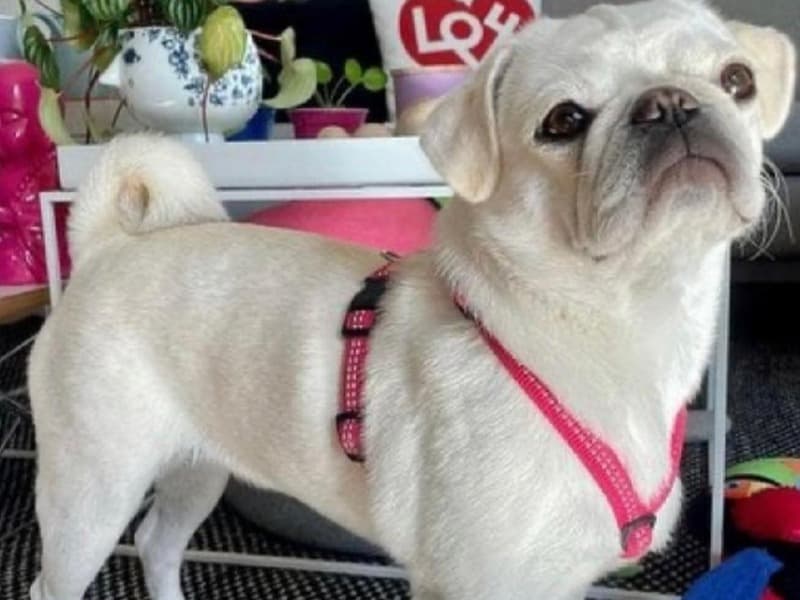 Pug primary photo