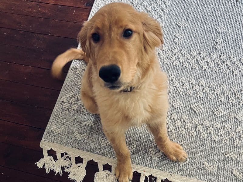 Milo primary photo
