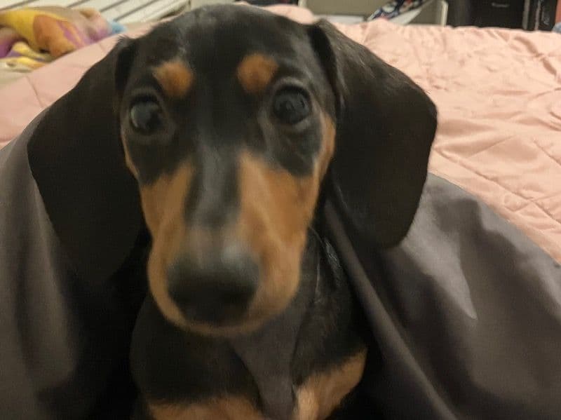 Frankie primary photo