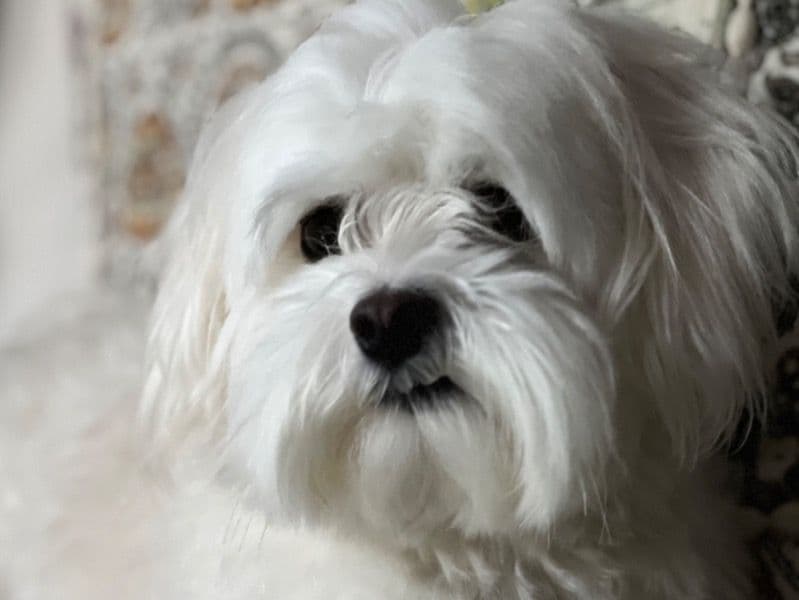 Buster primary photo