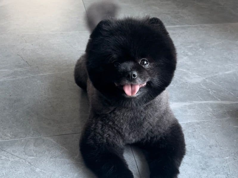 Bear primary photo