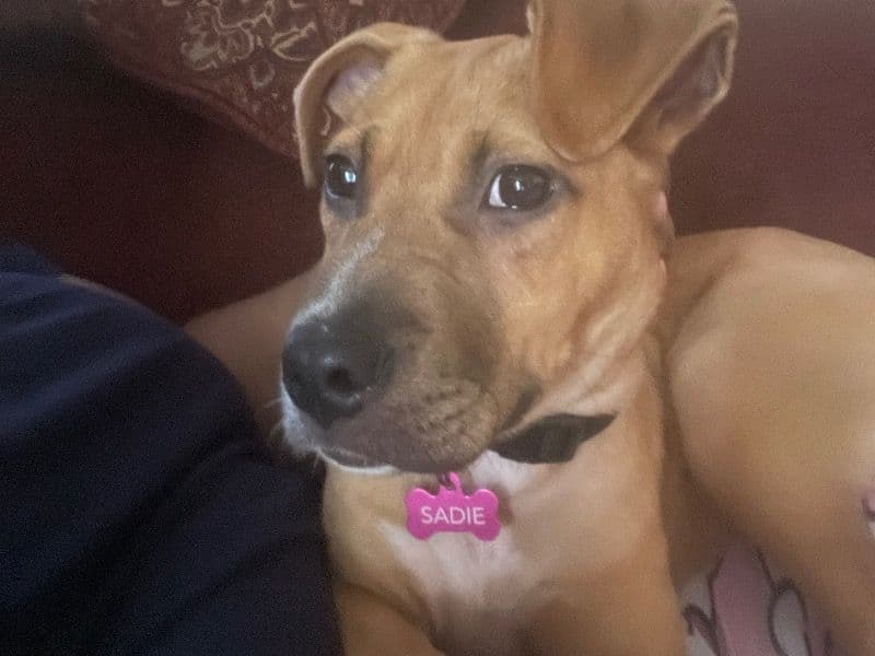 Sadie primary photo