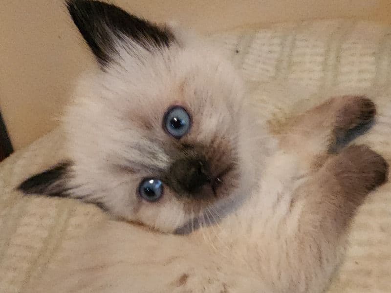 Ragdoll Kittens primary photo