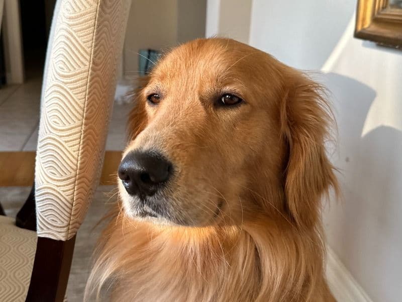 Rocky primary photo