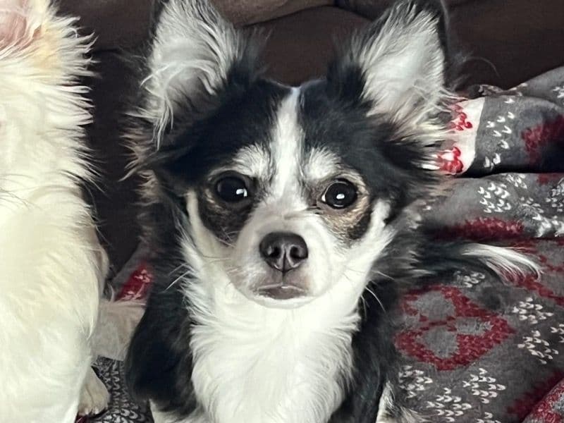 Coco primary photo