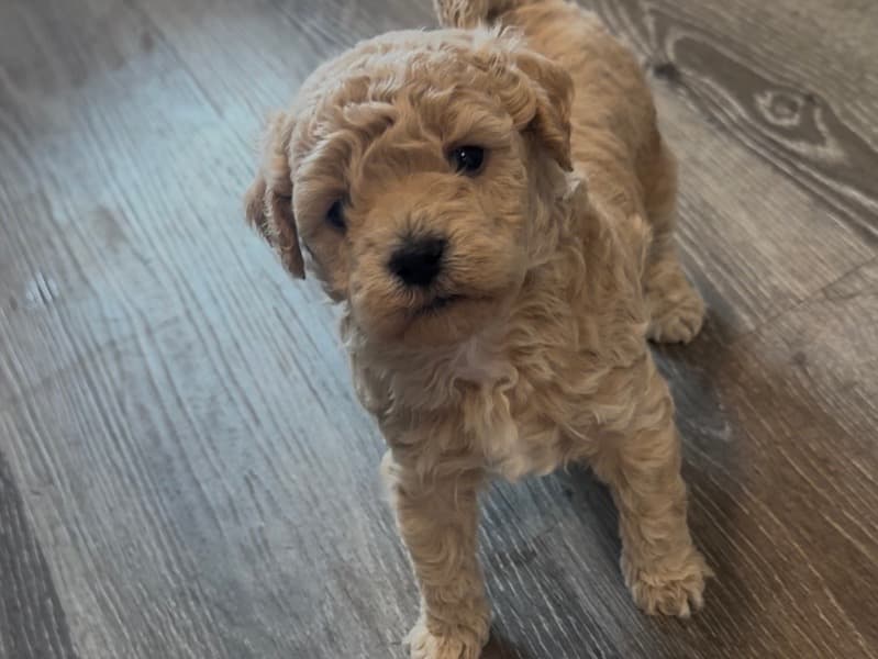 Poodle Miniature primary photo