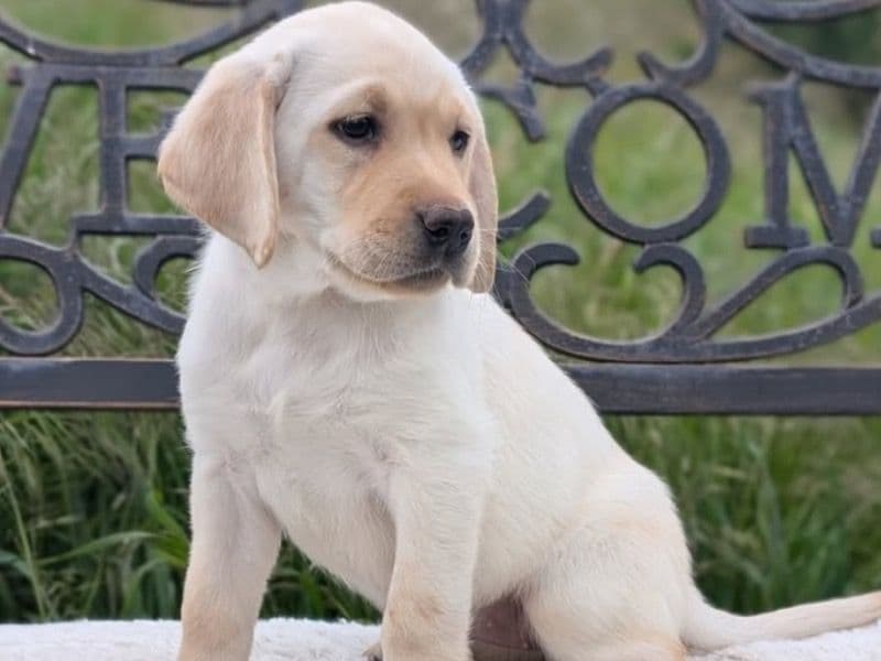 Latte primary photo
