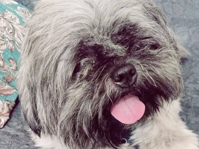 Zoey( primary photo