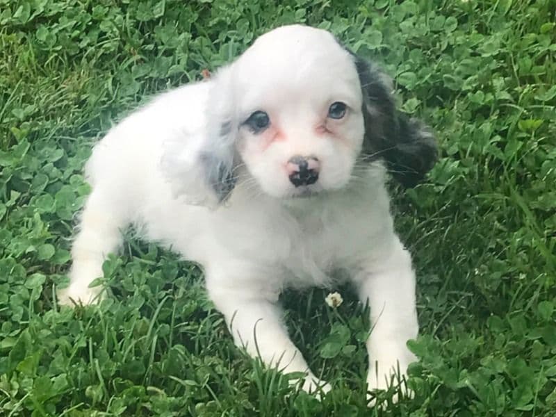 Junebug primary photo