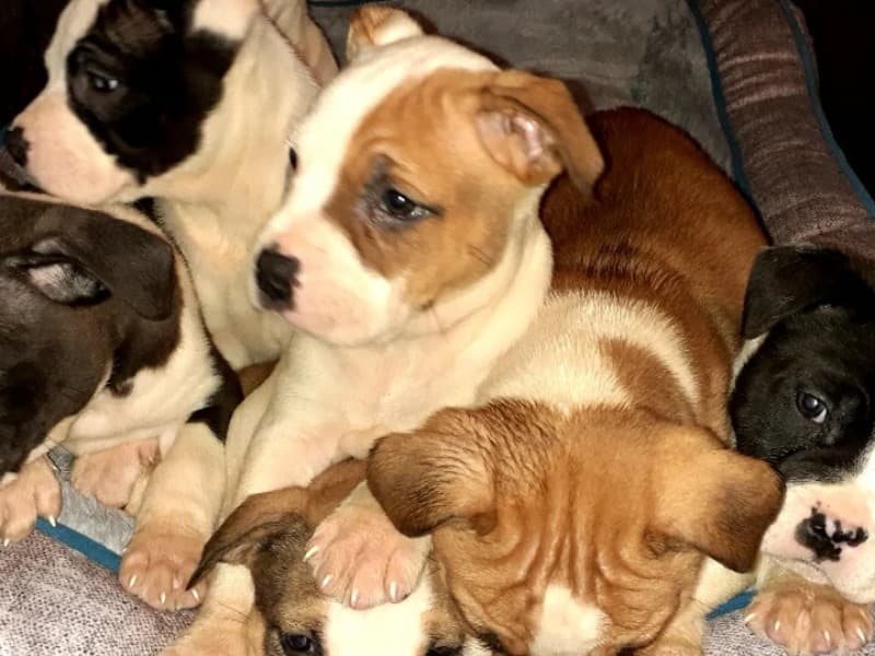 Litter Of Puppies Boys And Girls American Bully/cane Corso Mix primary photo