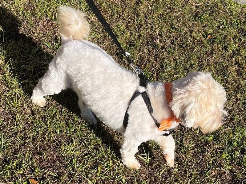 Milo primary photo