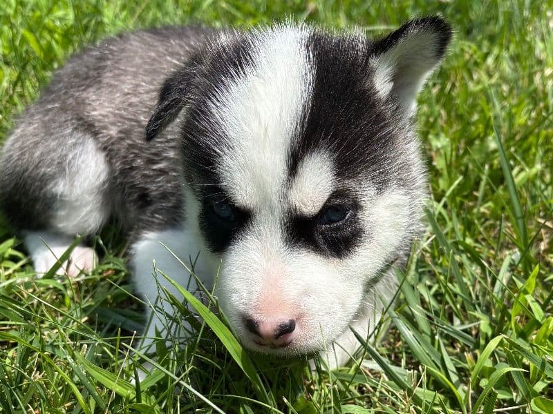 Puppy B primary photo