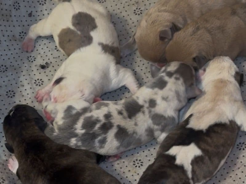 N/a Due To The Buyer Can Name The Puppy primary photo