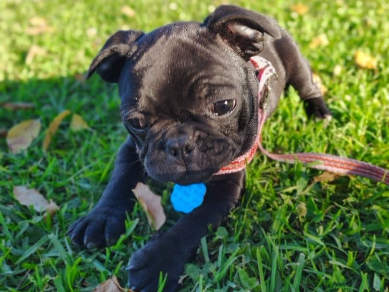 Luna primary photo