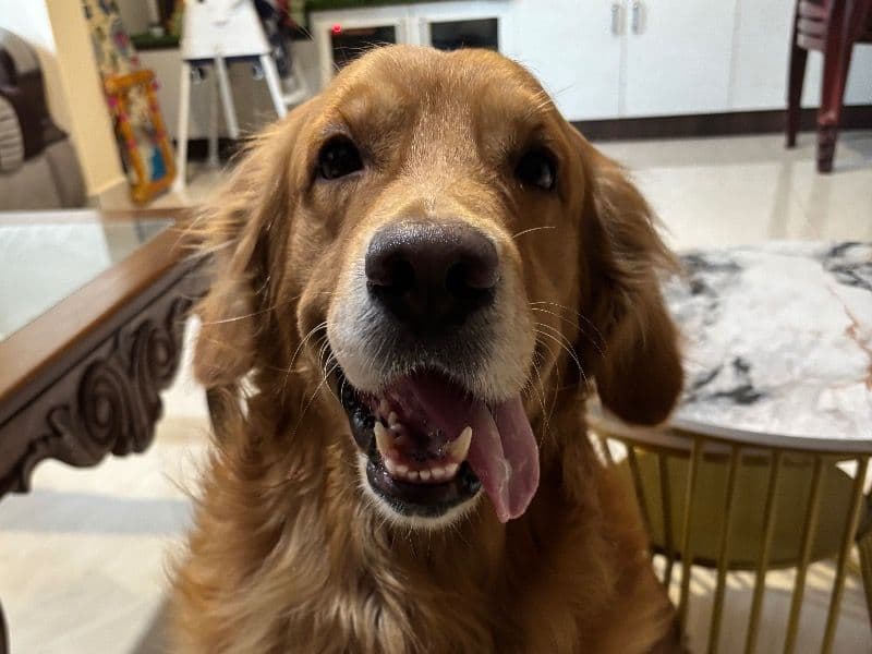 Simba primary photo