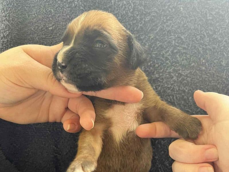 Male 1 primary photo
