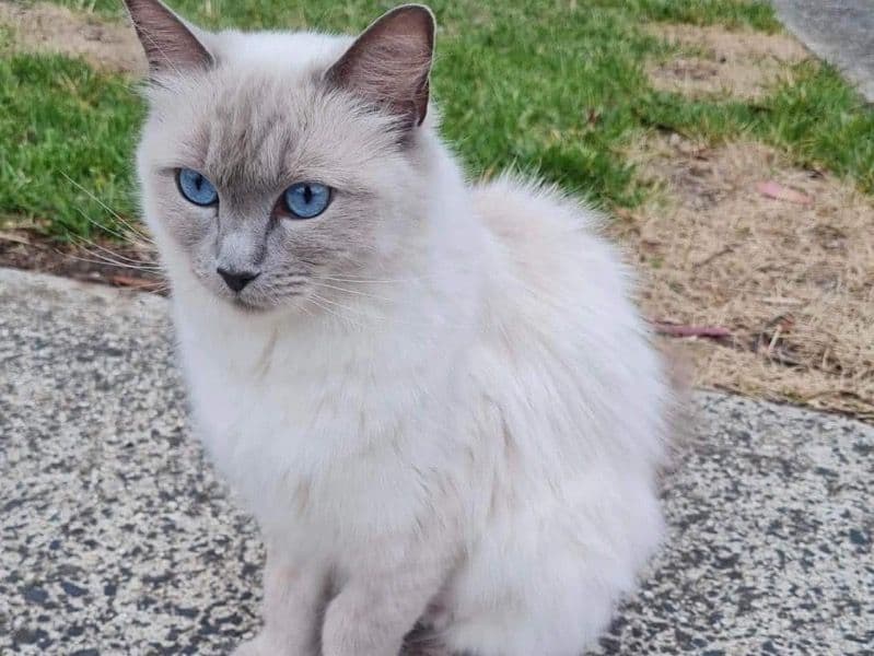 Nala primary photo