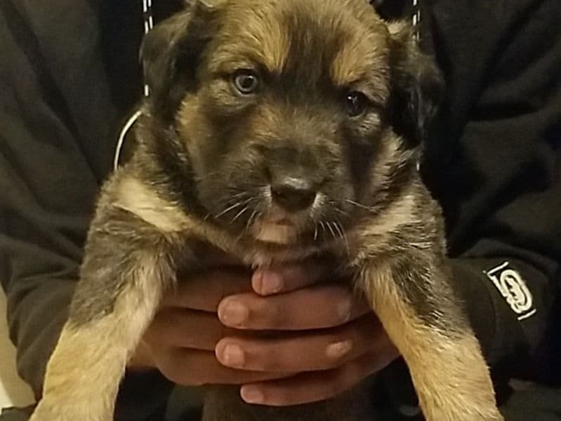 Puppies primary photo