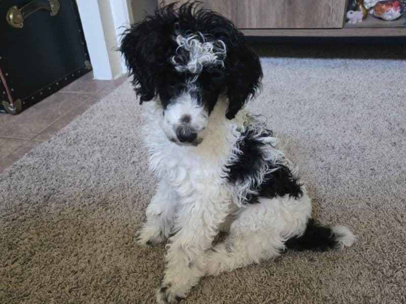 Benji primary photo