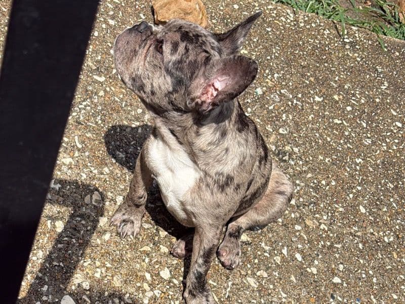 Milo primary photo