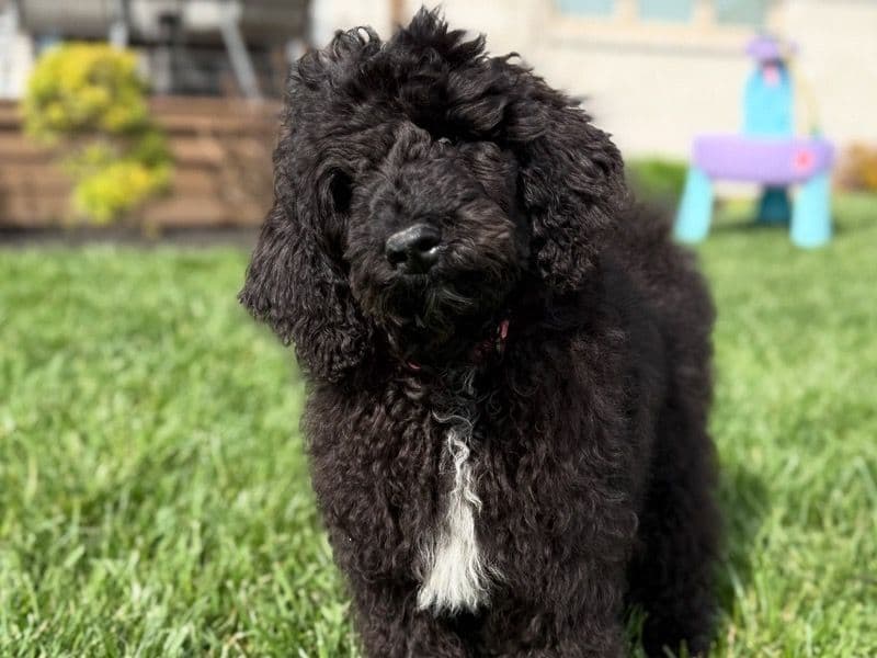 Piper primary photo