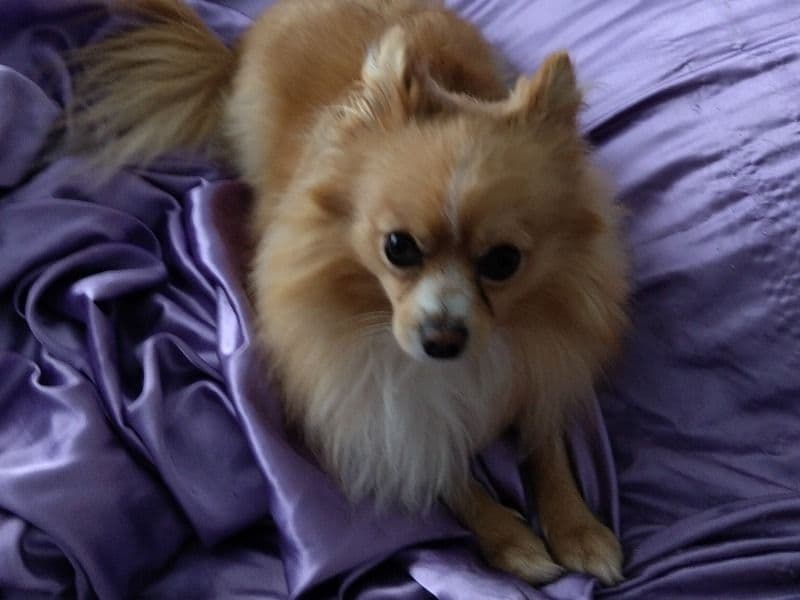 Milo primary photo