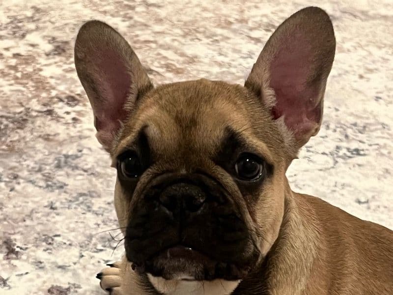 Teddy primary photo