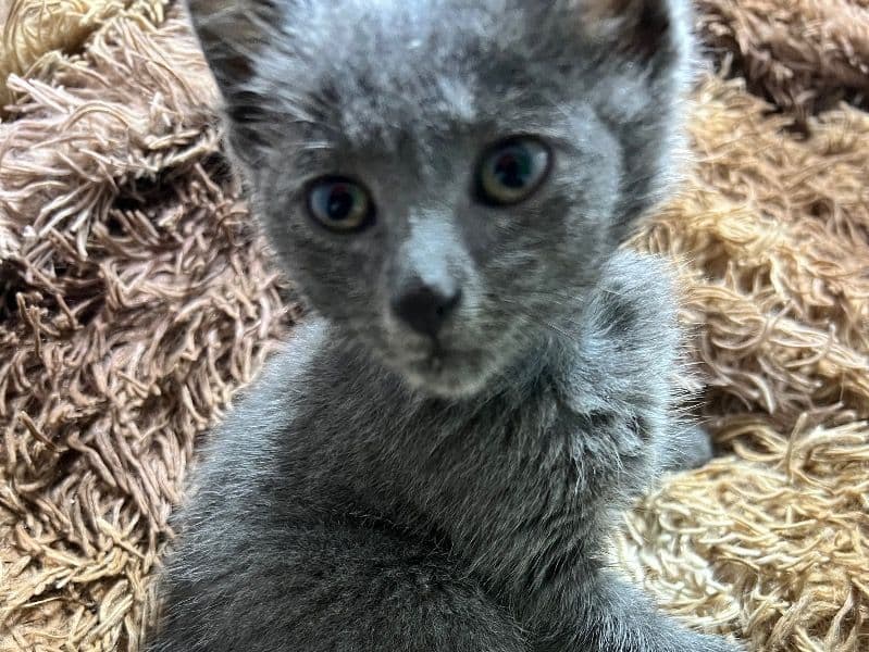 Grey primary photo