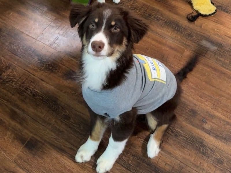 Sora primary photo