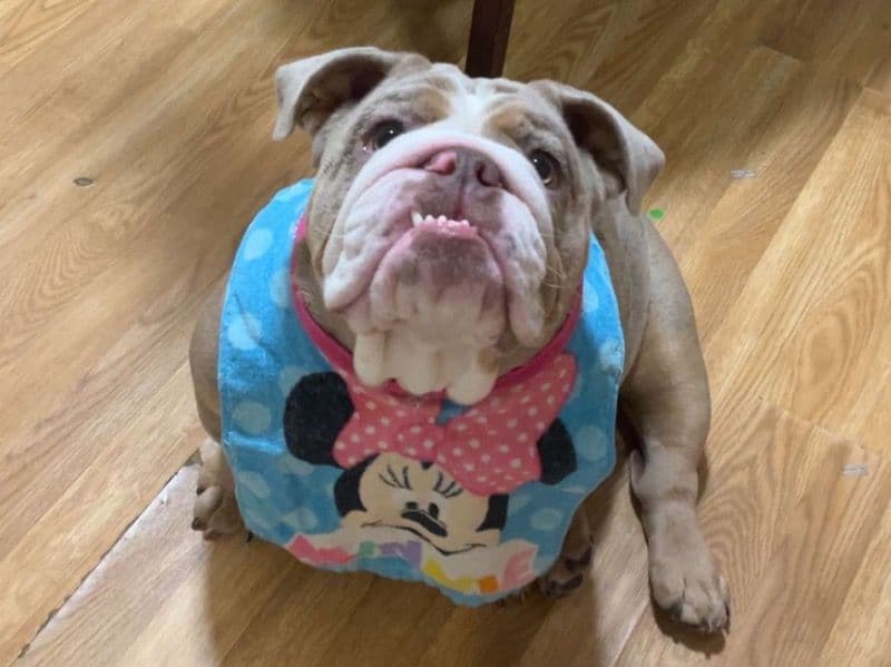 Cookie primary photo