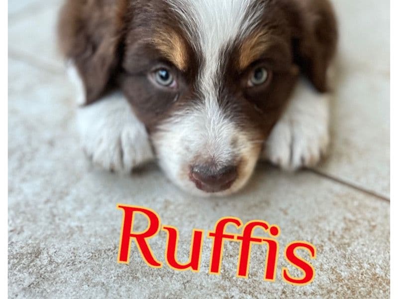 Ruffis primary photo