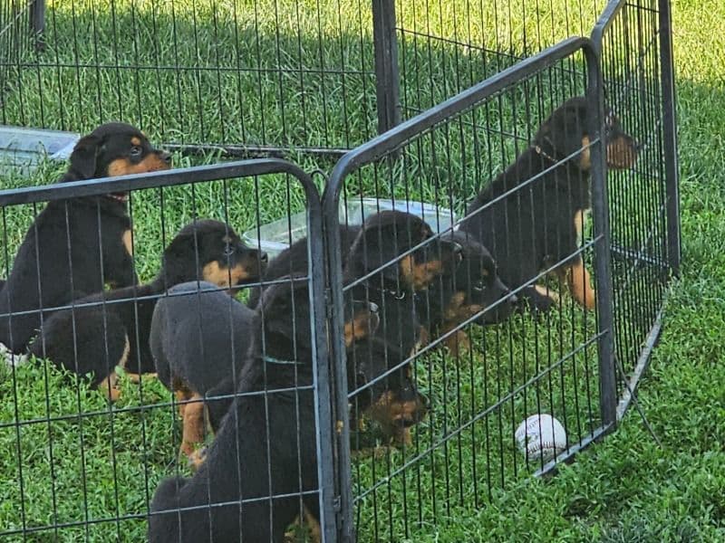6 Puppies primary photo