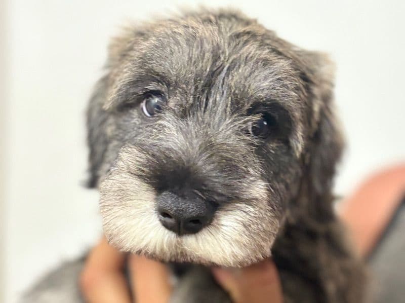 Schnauzer Standard primary photo