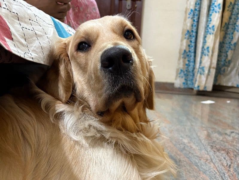 Simba primary photo