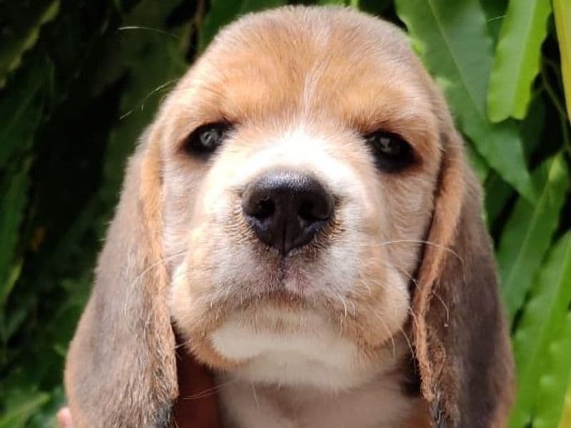 Milo primary photo