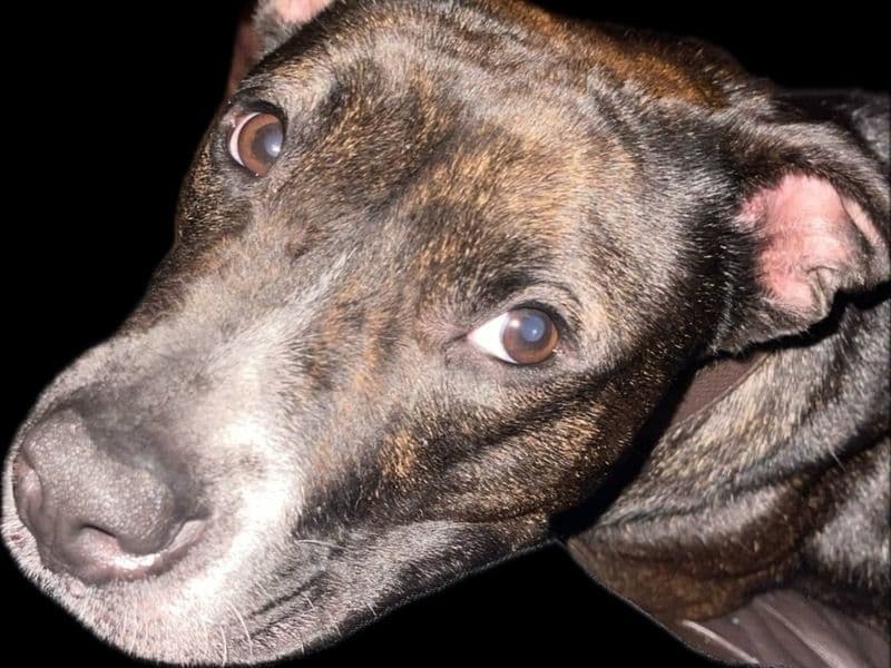 Missy primary photo