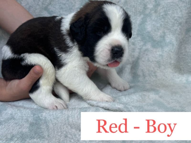 Male #1 Red primary photo