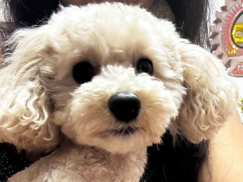 Snoopy primary photo