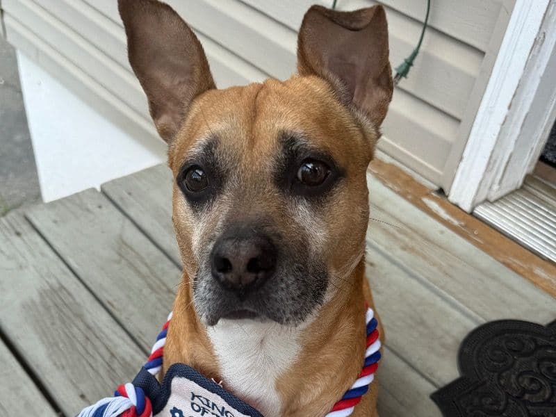 Rocky primary photo