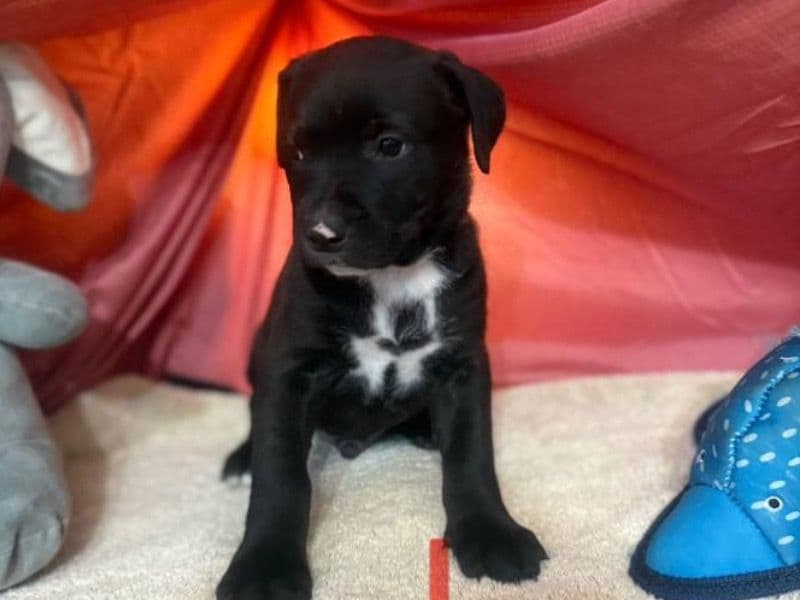 Puppies primary photo