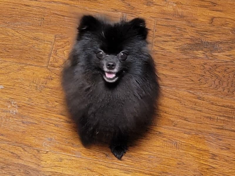 Princess primary photo