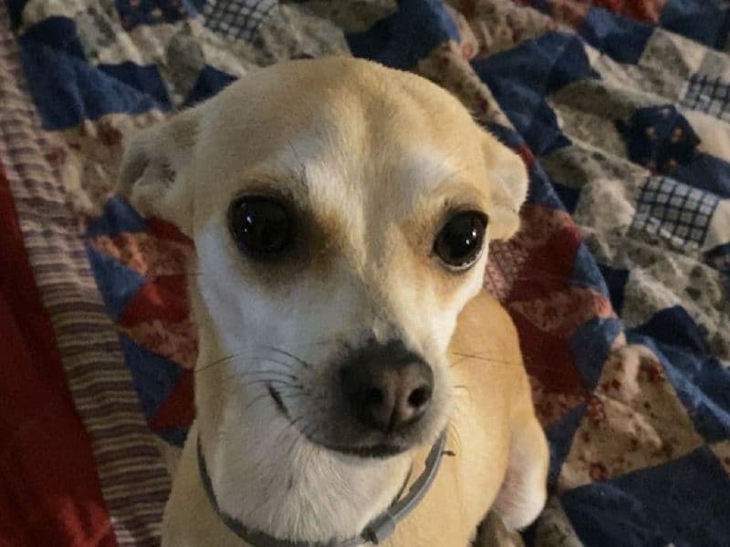 Lola primary photo