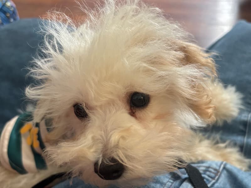 Cream Puff primary photo