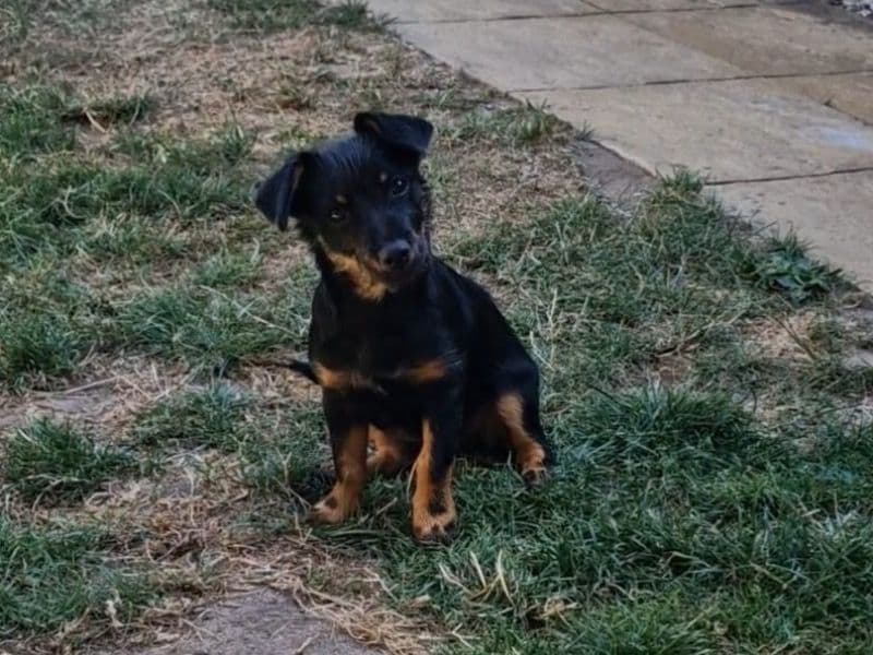 Dottie primary photo