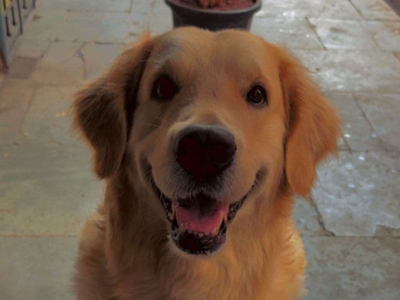 Simba primary photo