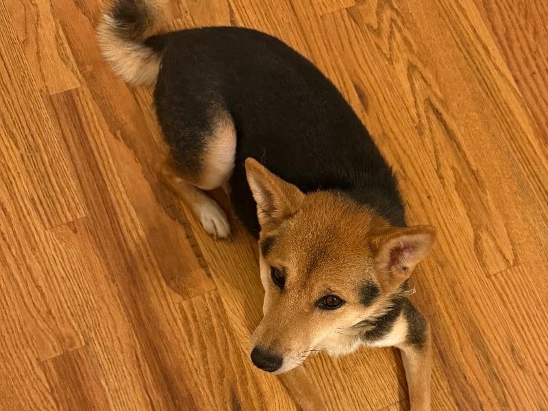 Ruby primary photo